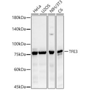 Western blot analysis of various lysates using TFE3 Antibody (1/400 dilution).