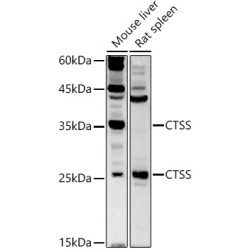 Cathepsin S (CTSS) Antibody
