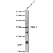 Western blot analysis of extracts of Mouse kidney using PTPRO Antibody (1/1000 dilution).