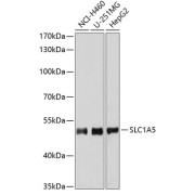 Western blot analysis of extracts of various cell lines using SLC1A5 Antibody (1/3000 dilution).