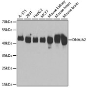 Western blot analysis of extracts of various cell lines using DNAJA2 Antibody (1/3000 dilution).