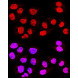 Transcriptional Enhancer Factor TEF-5 (TEAD3) Antibody