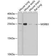 Western blot analysis of extracts of various cell lines using MSRB3 Antibody (1/1000 dilution).