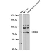 Western blot analysis of extracts of various cell lines using LEPREL2 Antibody (1/1000 dilution).