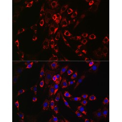 Proheparin-Binding EGF-Like Growth Factor (HBEGF) Antibody