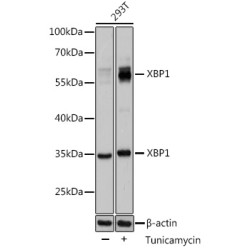 X-Box-Binding Protein 1 (XBP1) Antibody