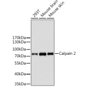 Western blot analysis of extracts of various cell lines using Calpain 2 Antibody
