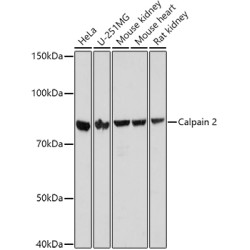 Calpain-2 Catalytic Subunit (CAPN2) Antibody