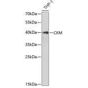 Western blot analysis of extracts of THP-1 cells using CKM Antibody (1/1000 dilution).