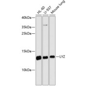 Western blot analysis of extracts of various cell lines using LYZ Antibody (1/3000 dilution).