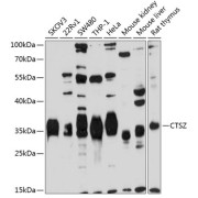 Western blot analysis of extracts of various cell lines using CTSZ Antibody (1/1000 dilution).
