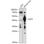 Western blot analysis of extracts of various cell lines using GDF3 Antibody (1/1000 dilution).