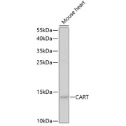 Western blot analysis of extracts of mouse heart using CART Antibody (1/1000 dilution).