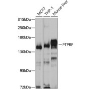 Western blot analysis of extracts of various cell lines using PTPRF Antibody (1/1000 dilution).