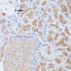 Phospholipase A2 (PLA2G1B) Antibody