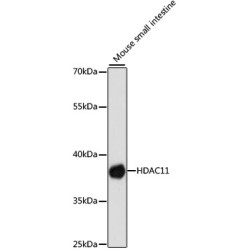 Histone Deacetylase 11 (HDAC11) Antibody