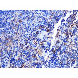 Macrosialin (CD68) Antibody