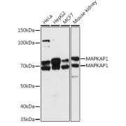Western blot analysis of extracts of various cell lines using MAPKAP1 Antibody (1/1000 dilution).