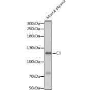 abx006846