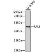 Western blot analysis of extracts of U-87MG cells using RPL3 Antibody (1/1000 dilution).