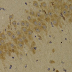 Protein SCO2 Homolog, Mitochondrial (SCO2) Antibody