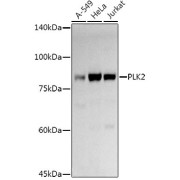 Western blot analysis of extracts of various cell lines using PLK2 Antibody (1/1000 dilution).