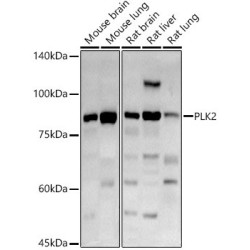 Serine/Threonine-Protein Kinase PLK2 (PLK2) Antibody