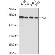 Western blot analysis of extracts of various cell lines using HLX Antibody (1/1000 dilution).