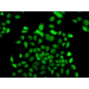 Immunofluorescence analysis of A549 cells using FBXO7 Antibody