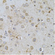 Immunohistochemistry of paraffin-embedded Mouse brain using NAT8 Antibody
