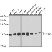 Western blot analysis of extracts of various cell lines using RPL36 Antibody (1/1000 dilution).