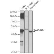 Western blot analysis of extracts of various cell lines using ATG4D Antibody (1/1000 dilution).