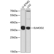 Western blot analysis of extracts of various cell lines using ELMOD2 Antibody (1/1000 dilution).