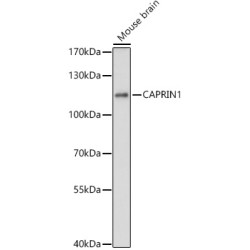 Caprin-1 (CAPRIN1) Antibody