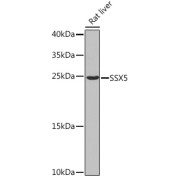 Western blot analysis of extracts of Rat liver using SSX5 Antibody (1/1000 dilution).