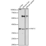 abx007154