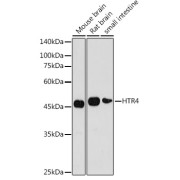 abx007260