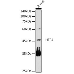 5-Hydroxytryptamine Receptor 4 (HTR4) Antibody