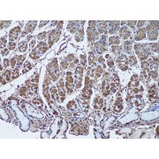 Immunohistochemistry of paraffin-embedded Human stomach using SFRP1 Antibody (1/50 dilution, 20x lens).