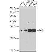 abx007345