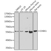 Western blot analysis of extracts of various cell lines using CHEK1 Antibody (1/1000 dilution).