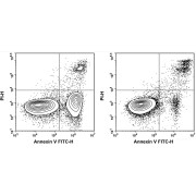 Jurkat cells were cultured with (Left) or without (Right) 5 µM Camptothecin for 4 h. Annexin V-FITC single-positive cells were early apoptotic cells, Annexin V-FITC and PI double-positive cells were necrotic or late apoptotic cells, and PI single-positive cells were naked nuclei.