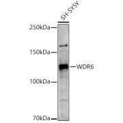 Western blot analysis of extracts of SH-SY5Y cells using WDR6 Antibody (1/1000 dilution).
