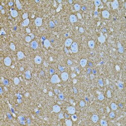 Syntaxin-1A (STX1A) Antibody