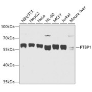Western blot analysis of extracts of various cell lines using PTBP1 Antibody (1/1000 dilution).
