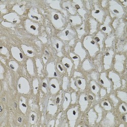Interleukin 33 (IL33) Antibody