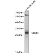 Western blot analysis of extracts of mouse testis using GOSR1 Antibody (1/1000 dilution).