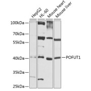 Western blot analysis of extracts of various cell lines using POFUT1 Antibody (1/1000 dilution).