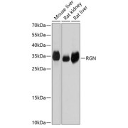Western blot analysis of extracts of various cell lines using RGN Antibody (1/1000 dilution).