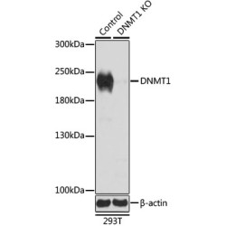 DNA Methyltransferase 1 (DNMT1) Antibody